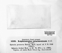 Lophiostoma macrostomum image